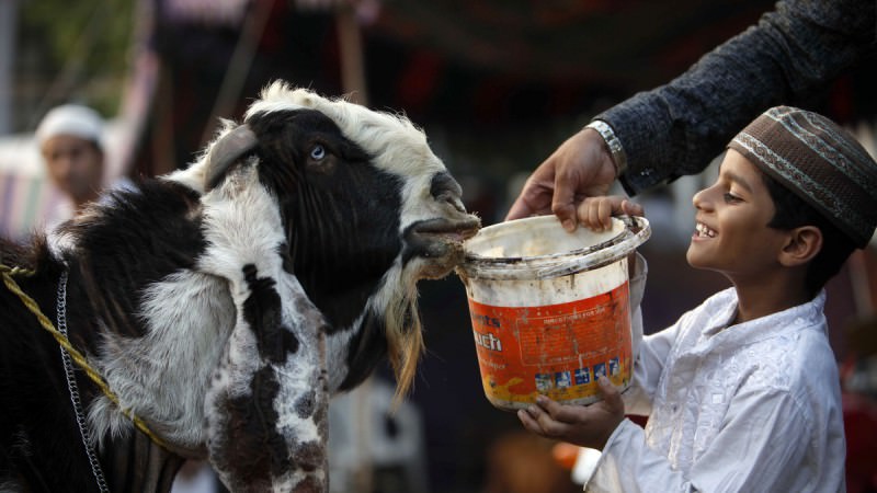Is Qurbani Compulsory - All the Important Information
