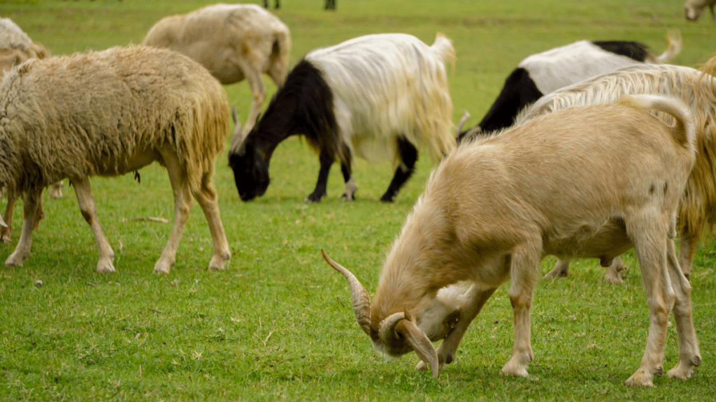 What is Qurbani in Islam? A Complete Guide